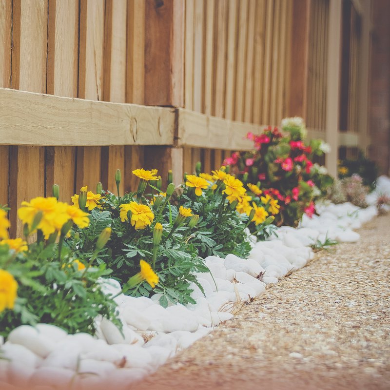 Yellow flowers in a tidy garden bed along a wooden fence