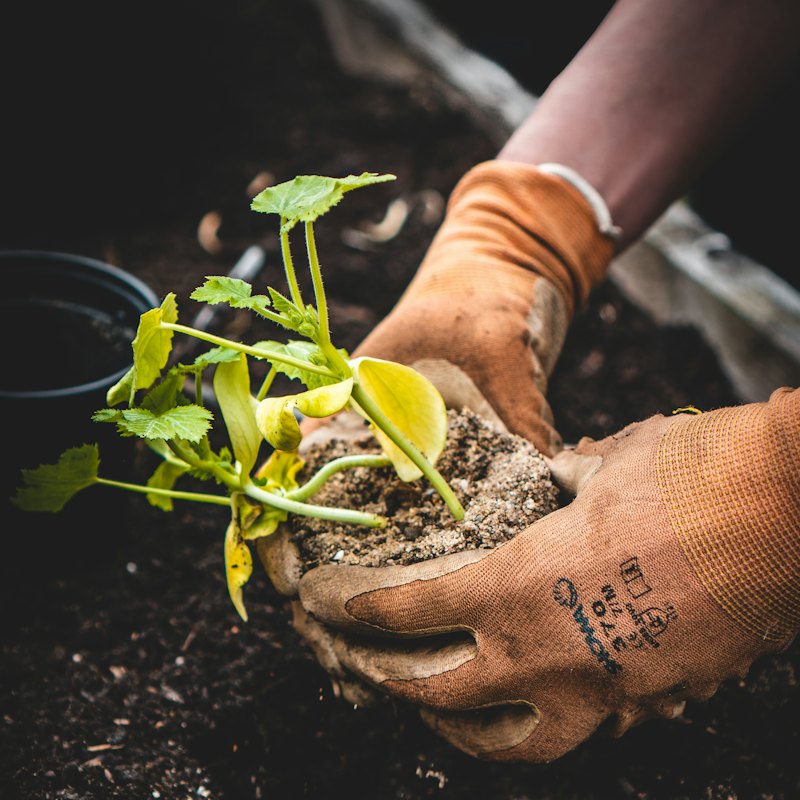 Gloved hands planting a seedling in fresh soil