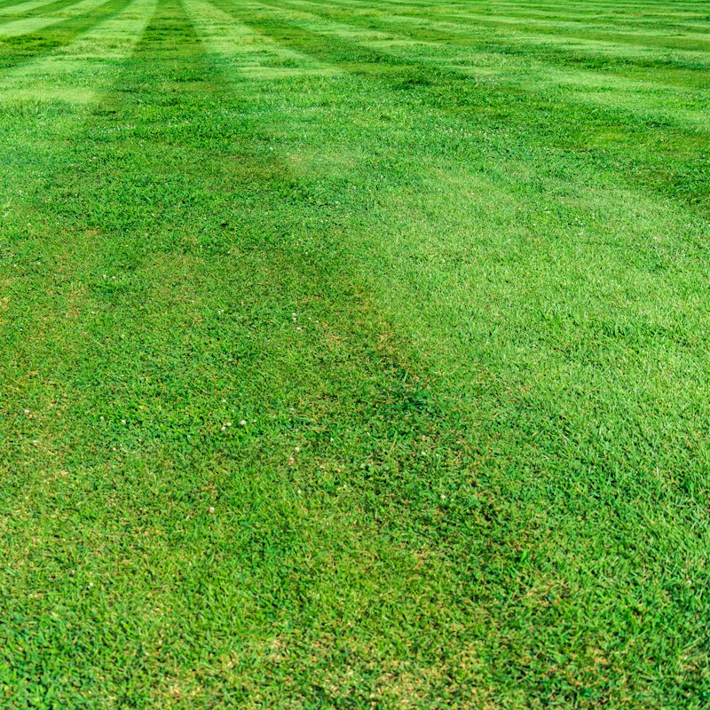 A freshly mowed lawn with neat stripes